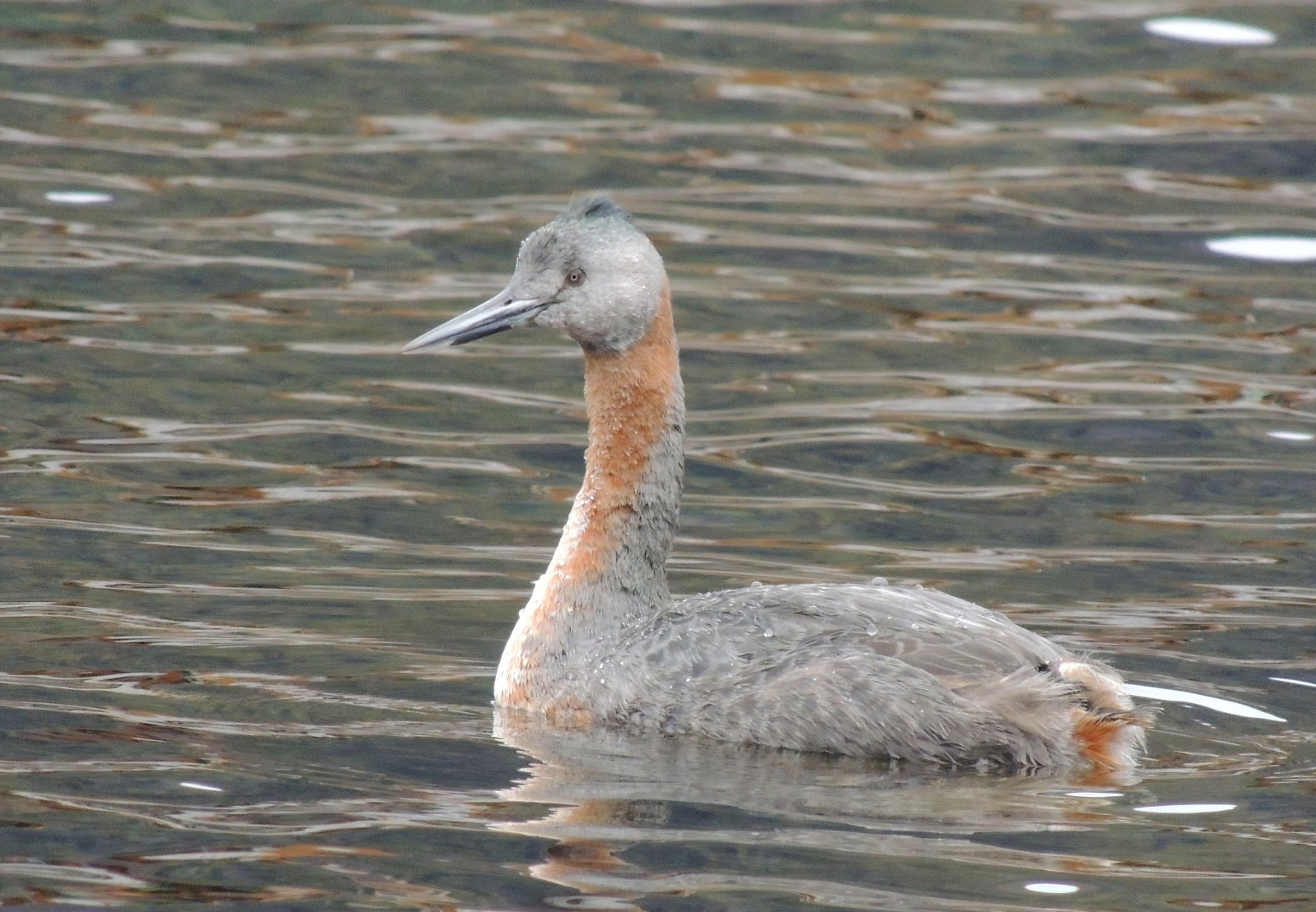 image Great Grebe